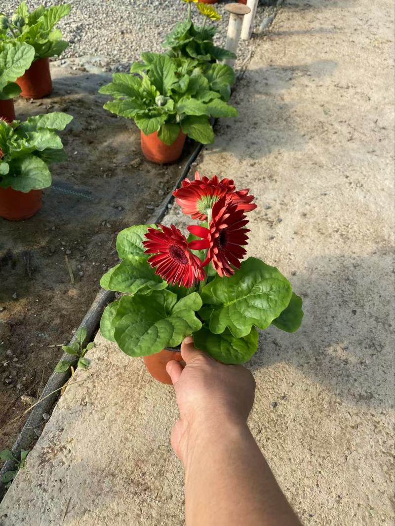 精品非洲菊优质非洲菊非洲菊自产自销