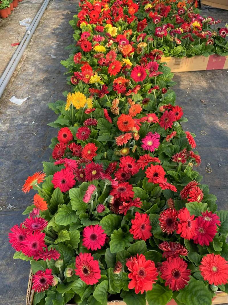 精品非洲菊优质非洲菊非洲菊自产自销