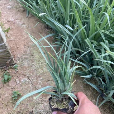 精品紫露草优质紫露草紫露草自产自销