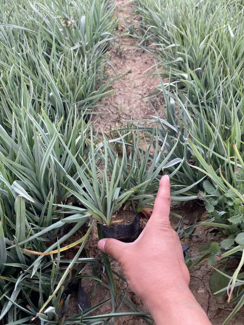 精品紫露草优质紫露草紫露草自产自销