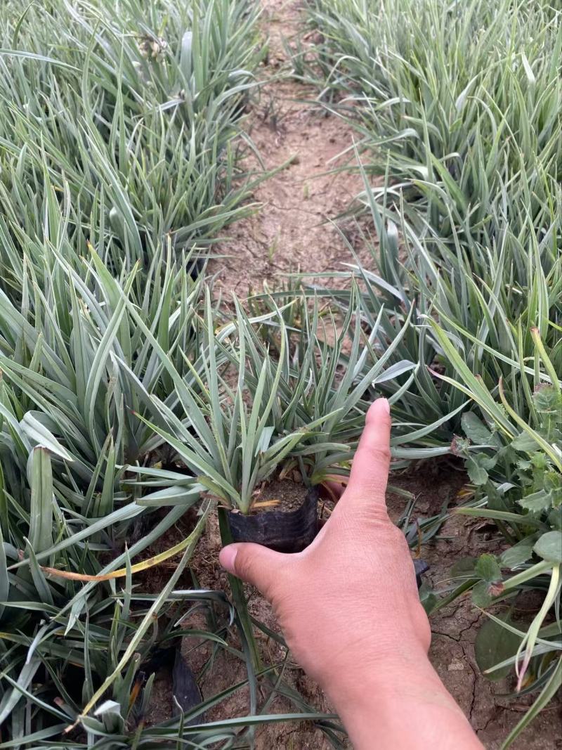 精品紫露草优质紫露草紫露草自产自销