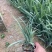 精品紫露草优质紫露草紫露草自产自销