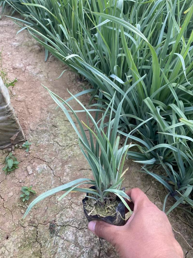 精品紫露草优质紫露草紫露草自产自销