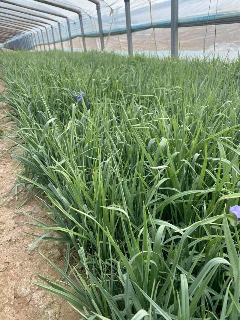 精品紫露草优质紫露草紫露草自产自销