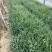 精品紫露草优质紫露草紫露草自产自销