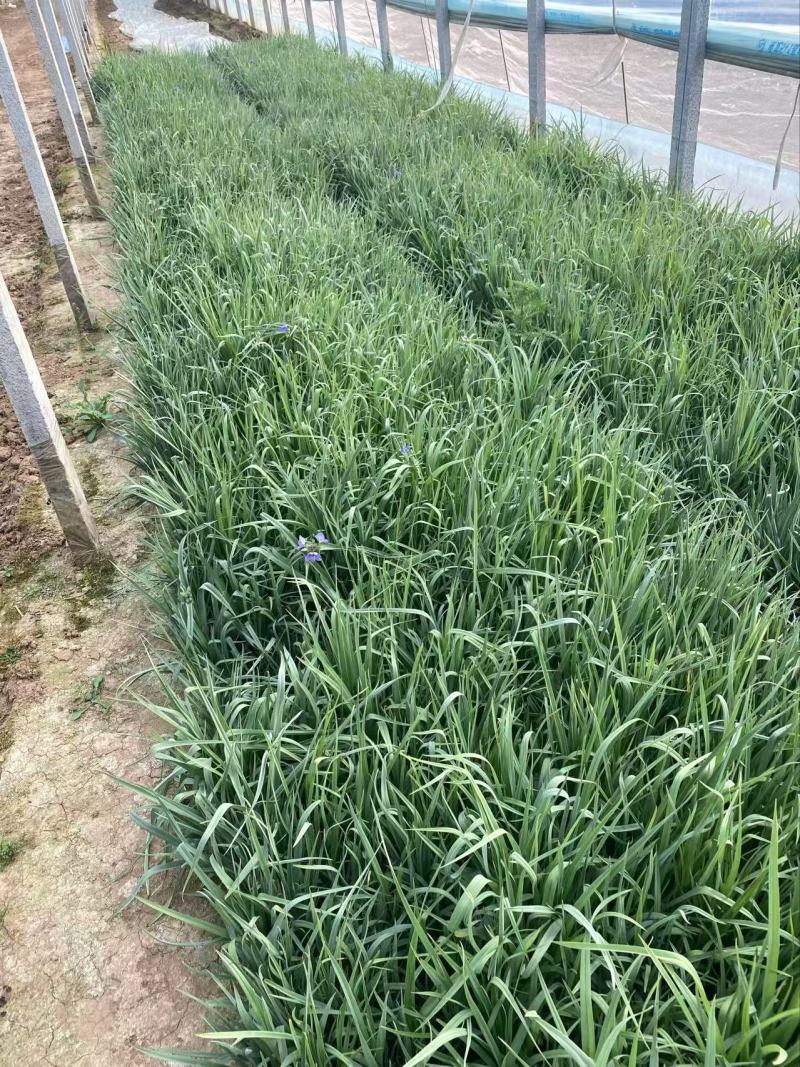 精品紫露草优质紫露草紫露草自产自销