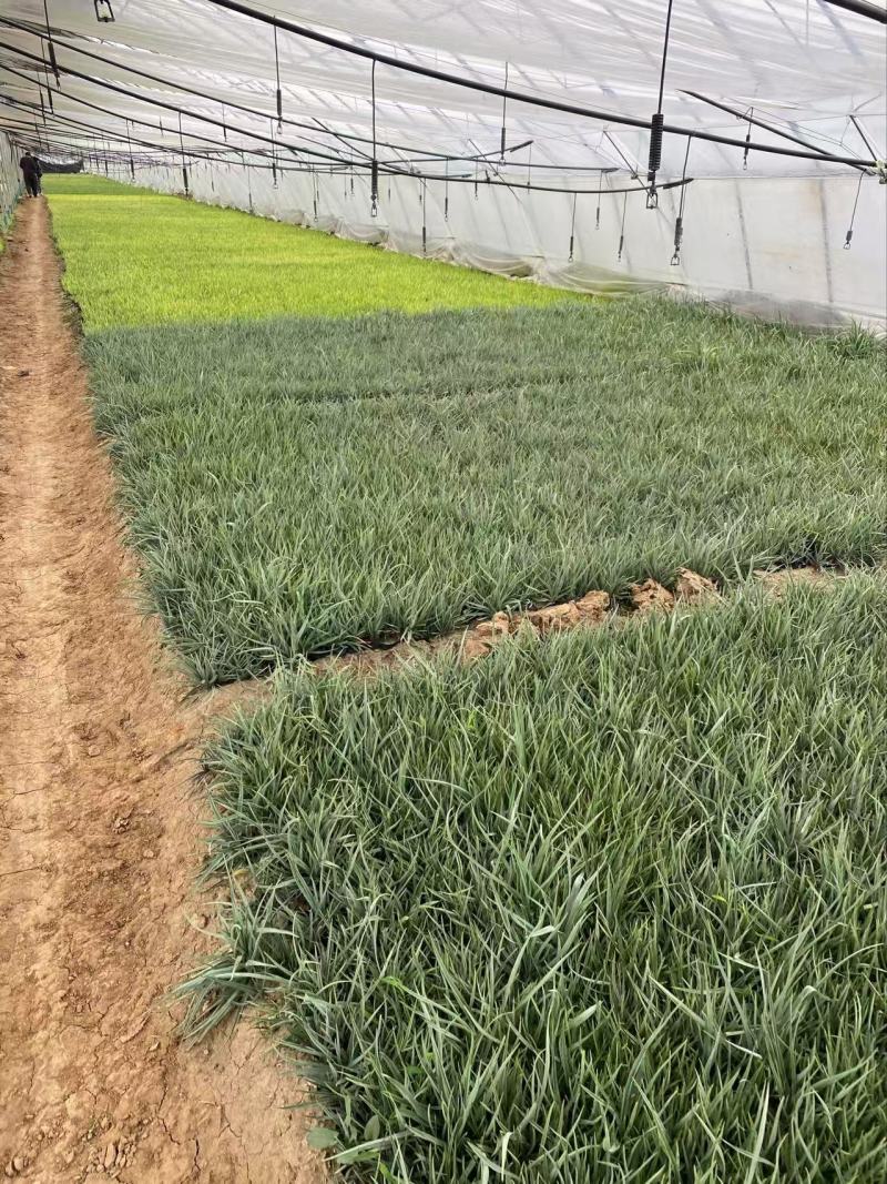 精品紫露草优质紫露草紫露草自产自销