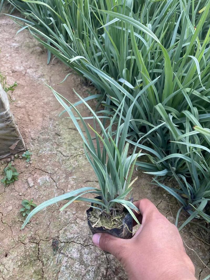精品紫露草优质紫露草紫露草自产自销