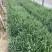精品紫露草优质紫露草紫露草自产自销