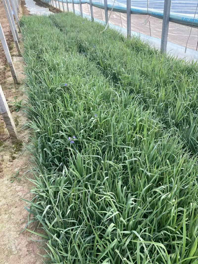 精品紫露草优质紫露草紫露草自产自销