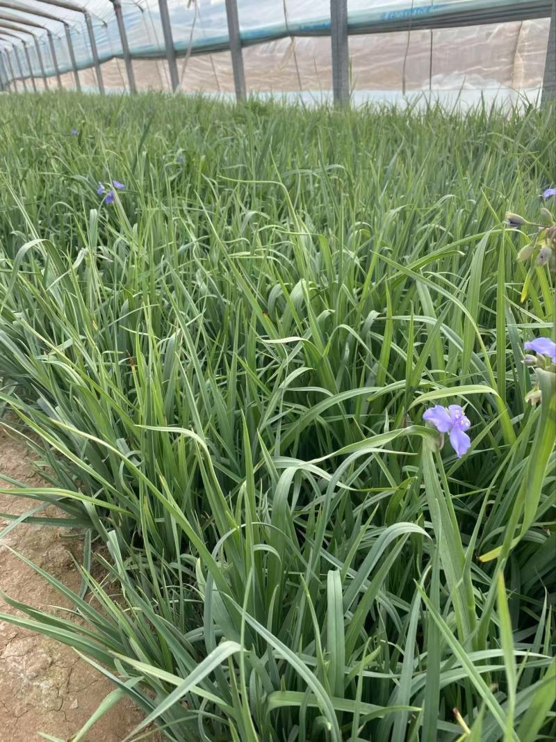 精品紫露草优质紫露草紫露草自产自销