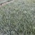 精品紫露草优质紫露草紫露草自产自销