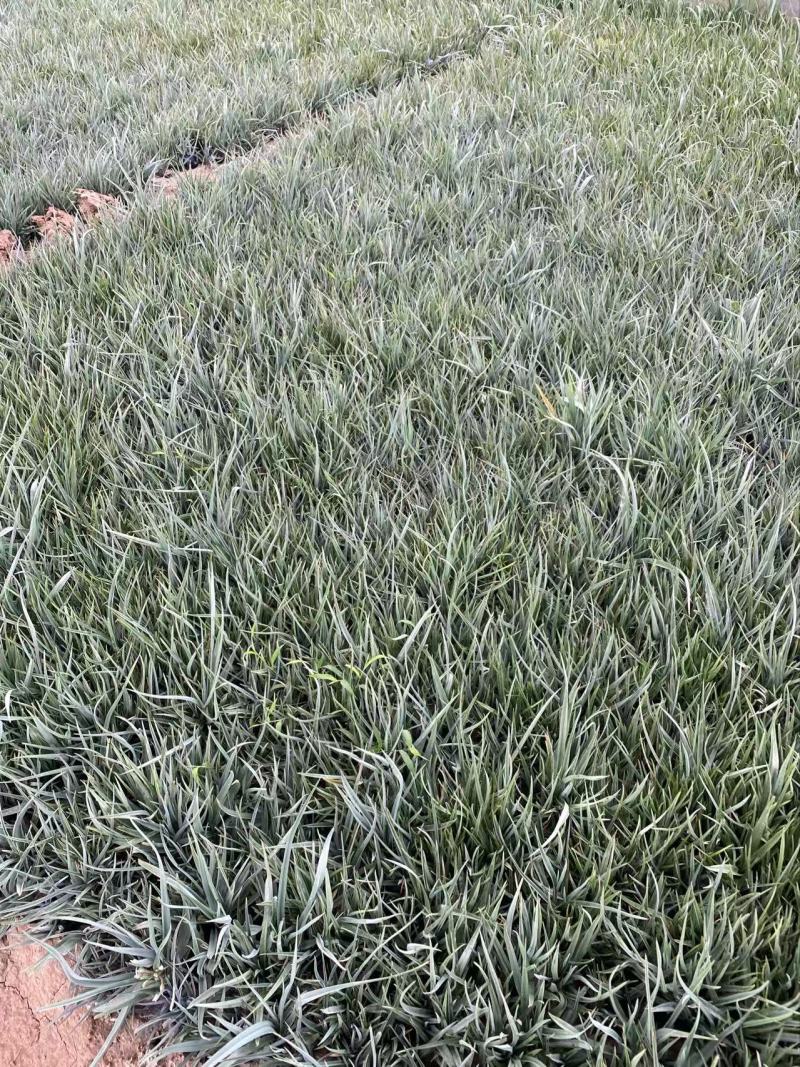 精品紫露草优质紫露草紫露草自产自销