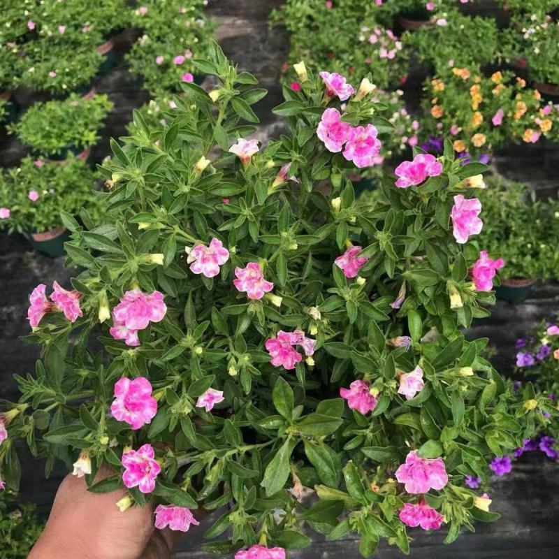 精品舞春花
