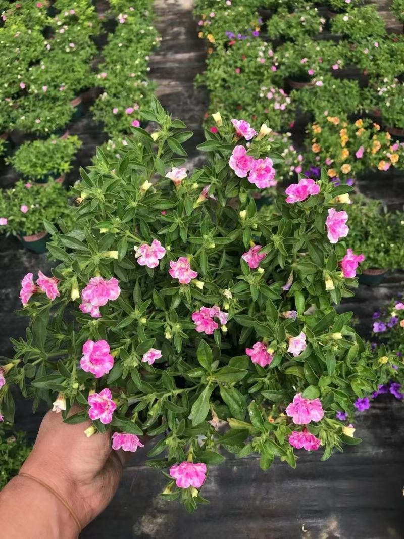 精品舞春花