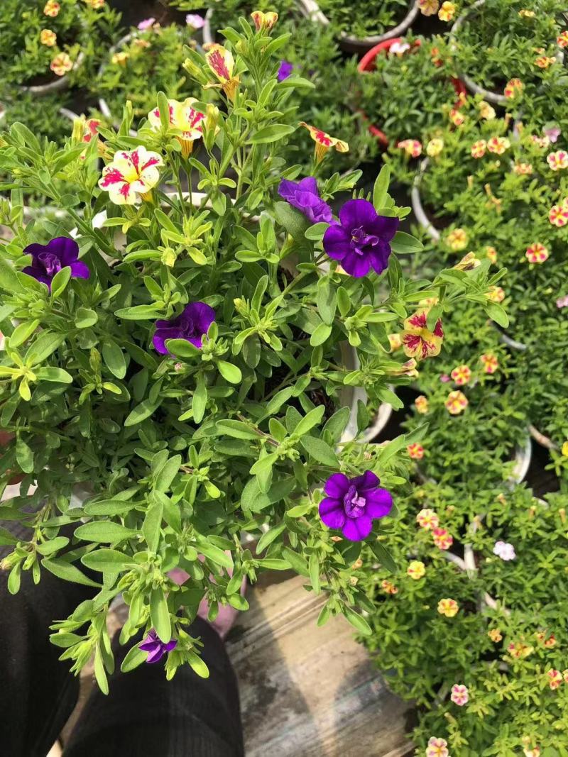 精品舞春花