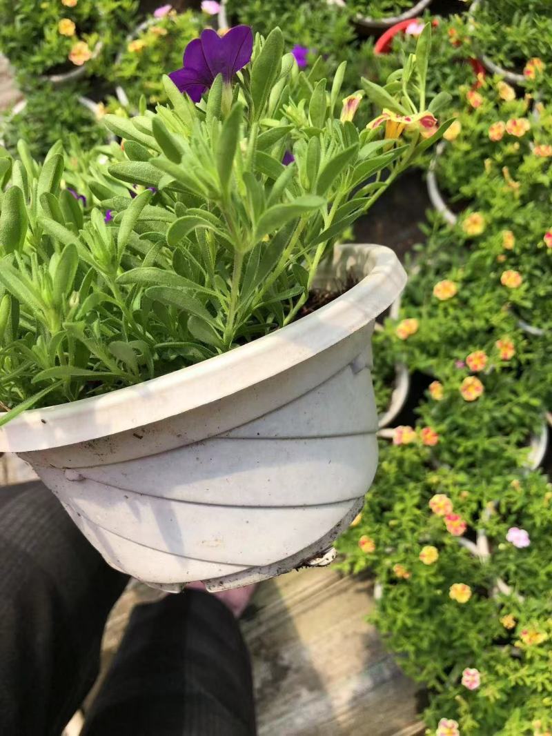 精品舞春花