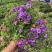 精品舞春花