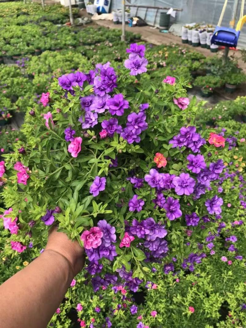 精品舞春花