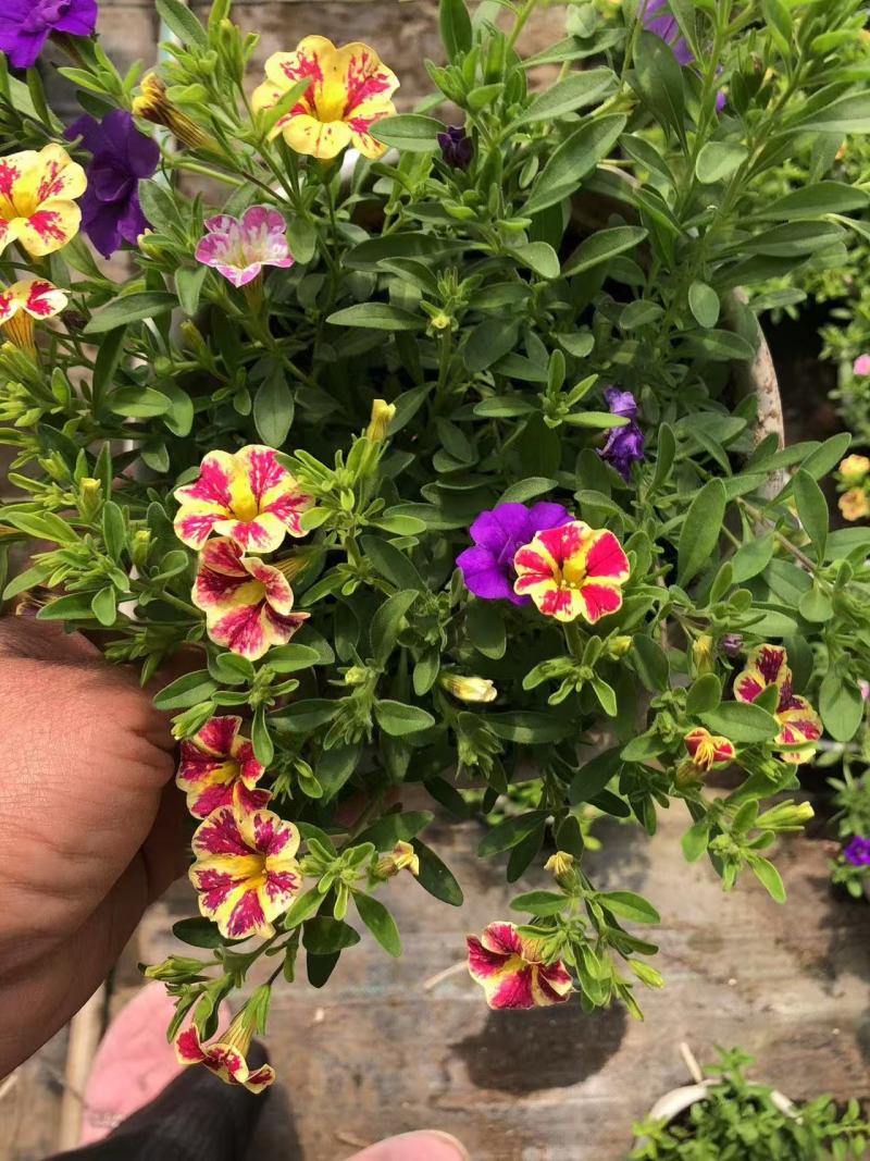 精品舞春花