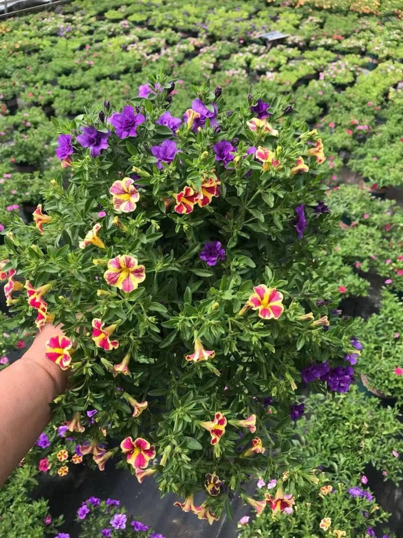 精品舞春花