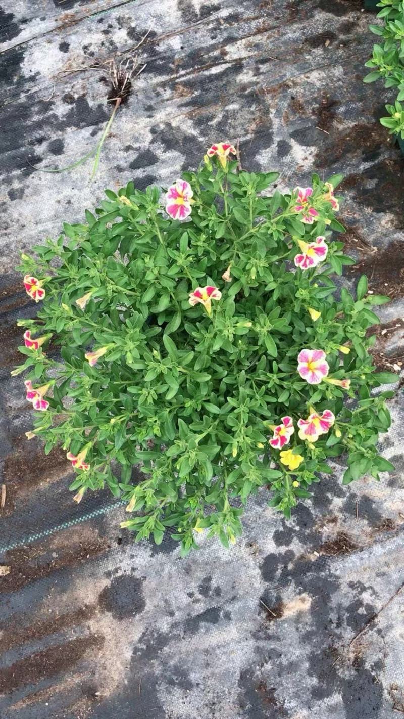 精品舞春花
