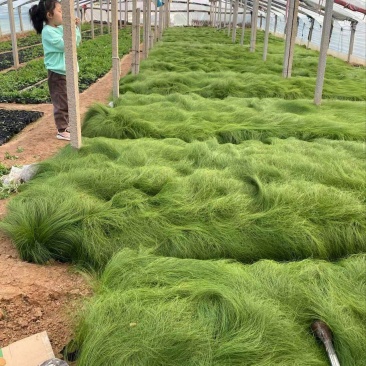 精品细茎针茅优质细茎针茅细茎针茅自产自销