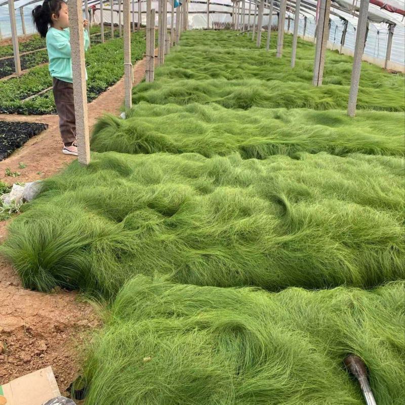 精品细茎针茅优质细茎针茅细茎针茅自产自销