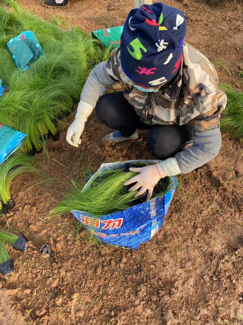 精品细茎针茅优质细茎针茅细茎针茅自产自销