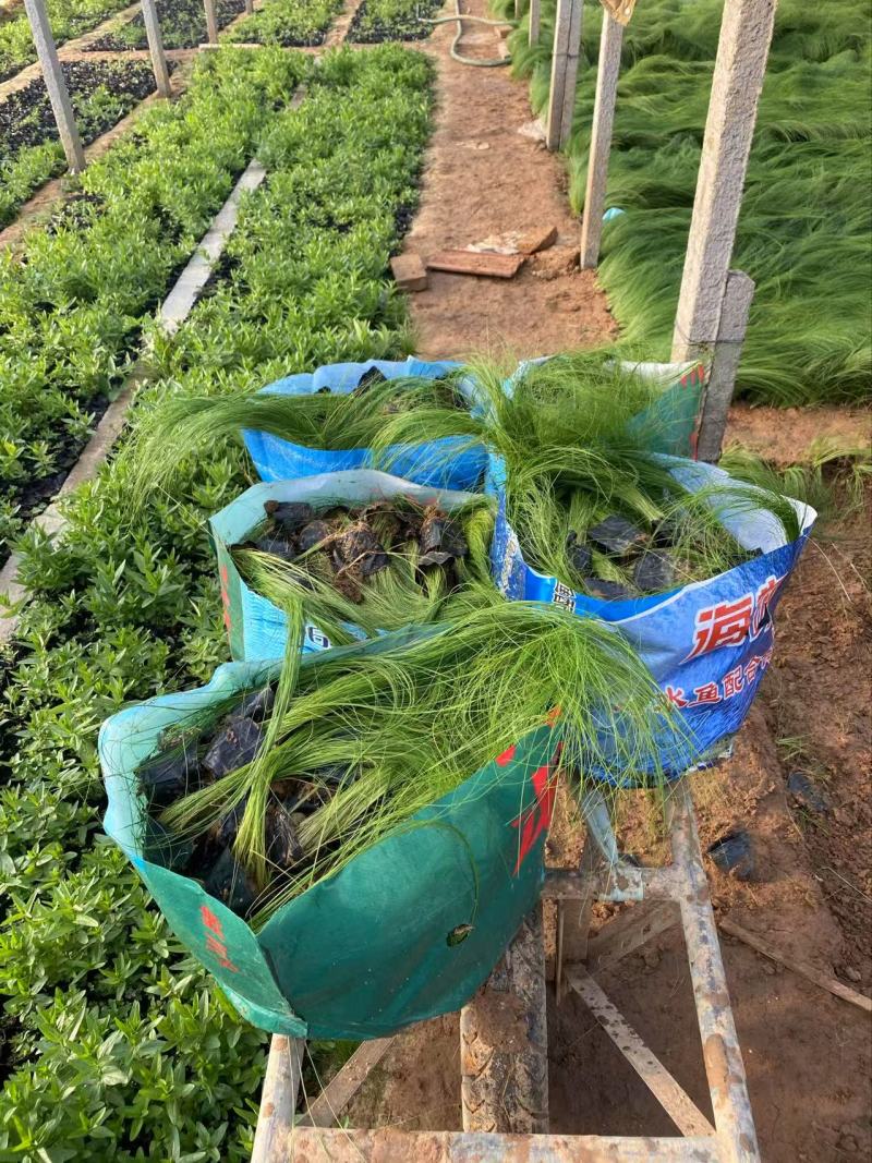 精品细茎针茅优质细茎针茅细茎针茅自产自销