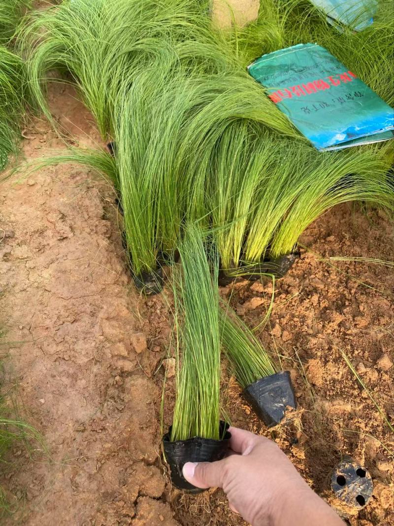 精品细茎针茅优质细茎针茅细茎针茅自产自销