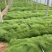 精品细茎针茅优质细茎针茅细茎针茅自产自销
