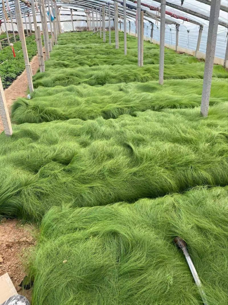精品细茎针茅优质细茎针茅细茎针茅自产自销