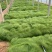 精品细茎针茅优质细茎针茅细茎针茅自产自销