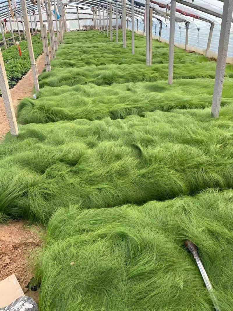 精品细茎针茅优质细茎针茅细茎针茅自产自销