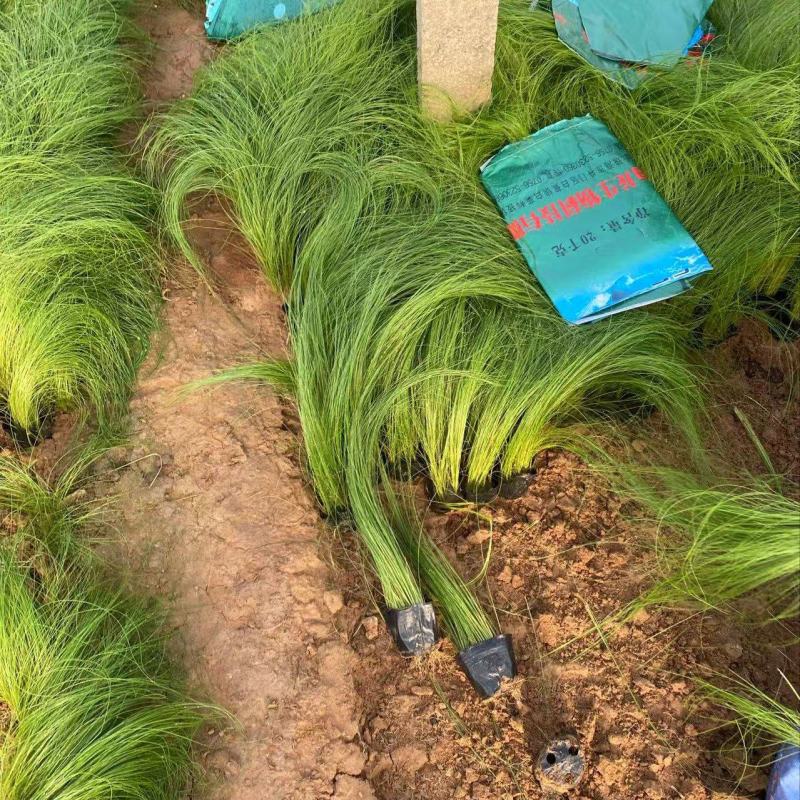 精品墨西哥羽毛草