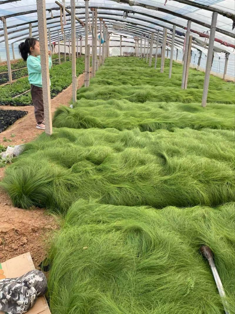 精品墨西哥羽毛草