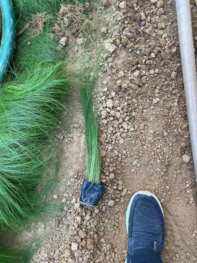 精品墨西哥羽毛草