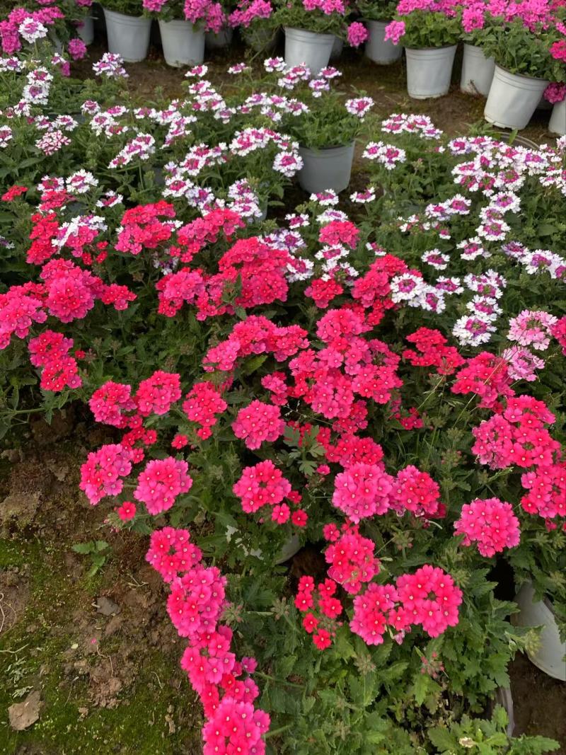 精品棒棒糖美女樱优质棒棒糖美女樱
