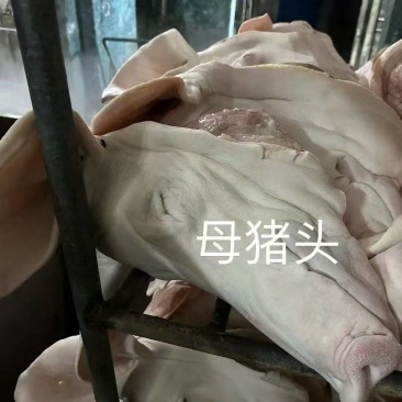 猪头