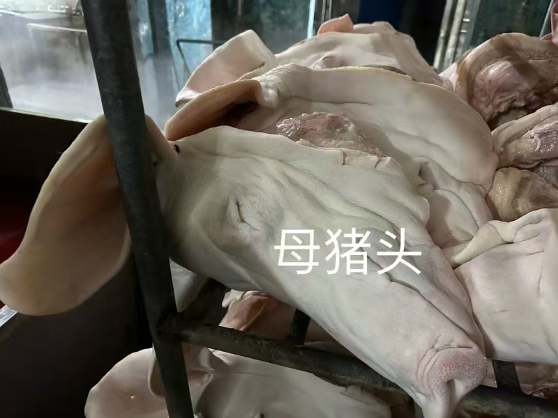 猪头