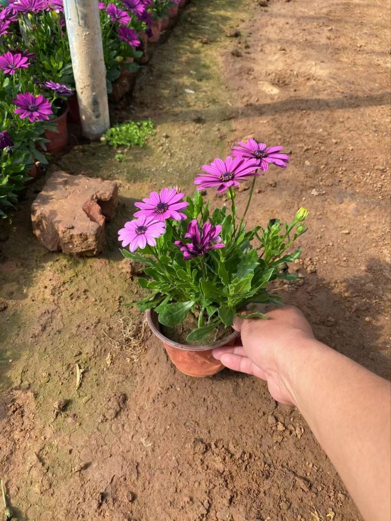 精品南非万寿菊优质南非万寿菊南非万寿菊自产自销