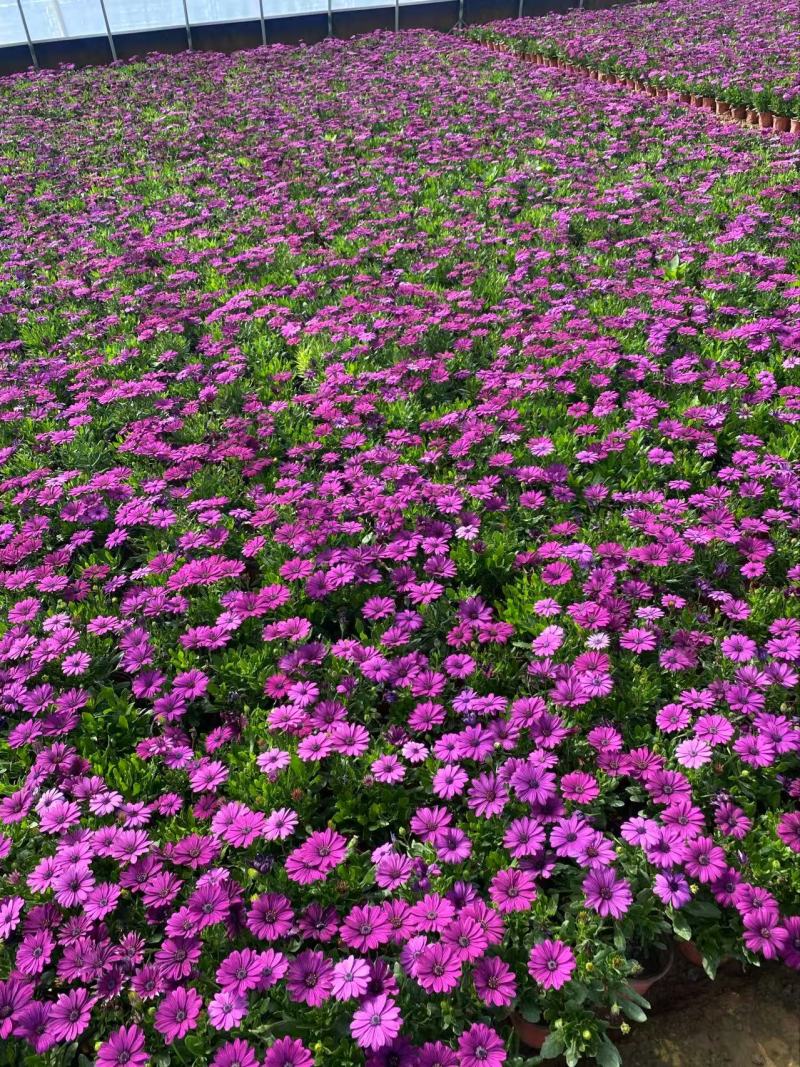精品南非万寿菊优质南非万寿菊南非万寿菊自产自销