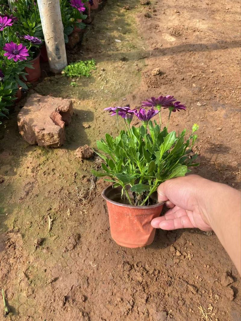 精品南非万寿菊优质南非万寿菊南非万寿菊自产自销