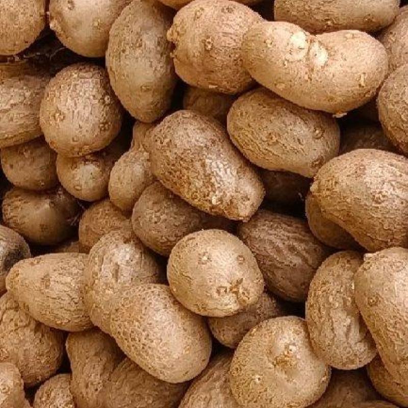 山药豆分级大中小需要的联系