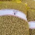 山药豆精品山药豆规格齐全
