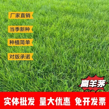 高羊茅厂家货源批发价格全国发货价格便宜欢迎下单咨询
