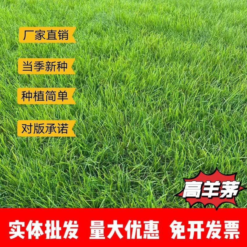 高羊茅厂家货源批发价格全国发货价格便宜欢迎下单咨询