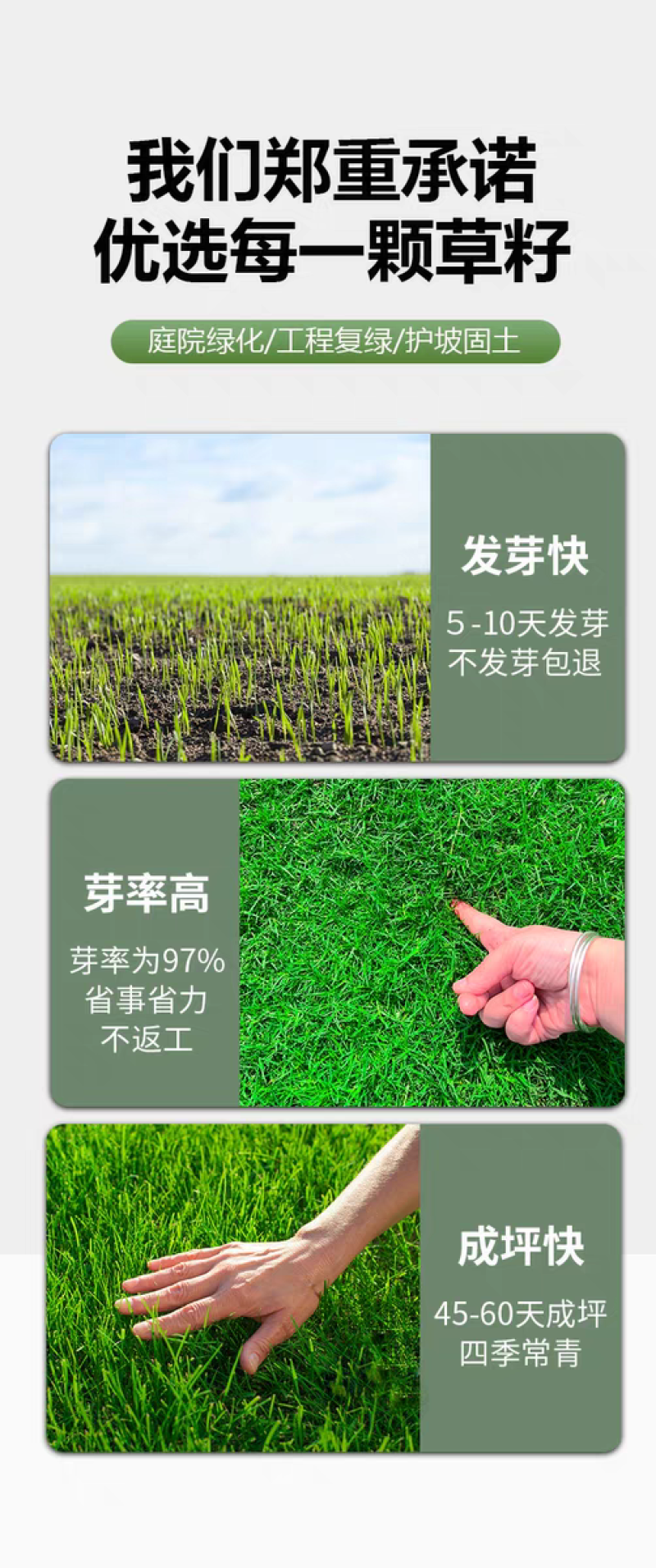 高羊茅厂家货源批发价格全国发货价格便宜欢迎下单咨询
