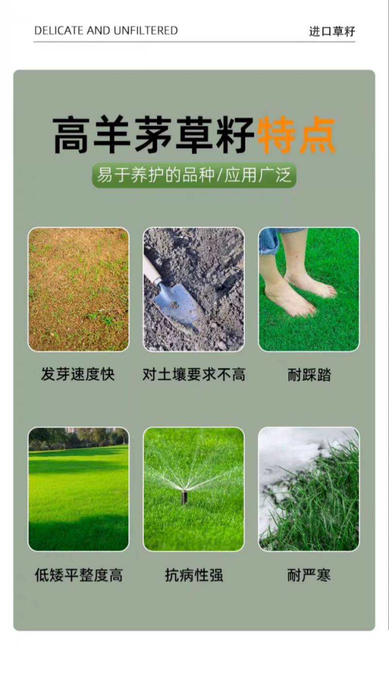 高羊茅厂家货源批发价格全国发货价格便宜欢迎下单咨询